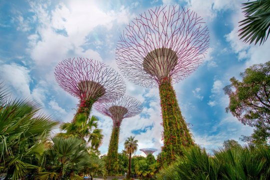Singapur - ogrody Gardens by the Bay, supertree (1).jpg